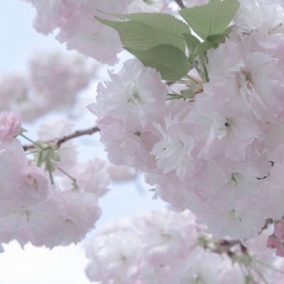 Furry写实风格绘画技巧FurryQQ群